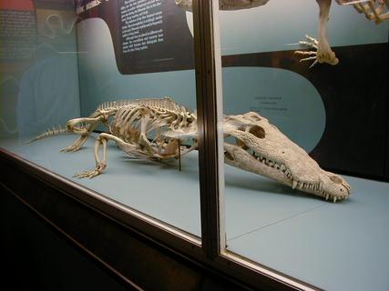 Crocodile skeleton<br>Location: <a href="https://www.google.com/maps/search/?api=1&query=38.89096,-77.02601" target="_new">Smithsonian National Museum of Natural History</a>
